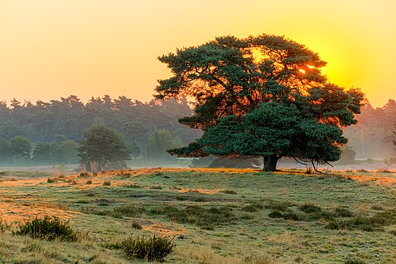 "Haltern_am_See,_Westruper_Heide_--_2015_--_8326-30.jpg" by User:XRay