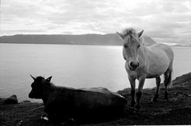 Cow and pony from Kirkjubøur in front of the island Hestur