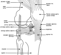 Knee diagram-he.png