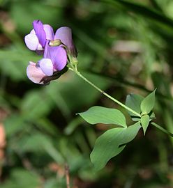 Lathyrus laxiflorus