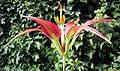 Lilium catesbaei, flora, lateral view