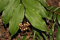 Maianthemum racemosum