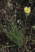 Malacothrix californica