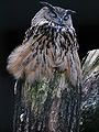 Dozing on a tree trunk, Lower Saxony, Germany