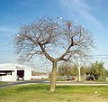 Palo borracho (floss silk tree)