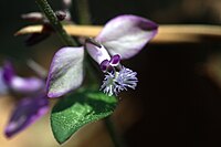 Polygala japonica