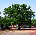 Quercus robur, Natural monuments in Uetersen