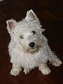 5 month old Westie puppy