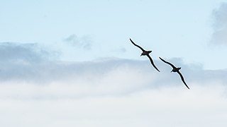 2021-10 Amsterdam Island - Dark-mantled sooty albatross 33.jpg