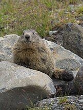 Marmota marmota, Vanoise National Park, French Alps