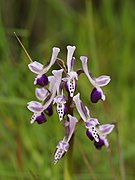 Anacamptis longicornu