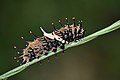 * Nomination: Caterpillar of Troides aeacus (C. & R. Felder, 1860) – Golden Birdwing. (by MaheshBaruahwildlife) --Atudu 14:35, 12 September 2022 (UTC) * * Review needed