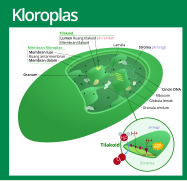 Chloroplast (standalone version)-id.svg