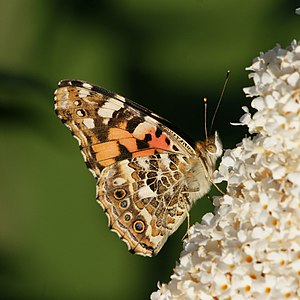 Vanessa cardui (Painted Lady), on Buddleja davidii