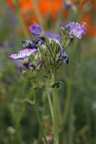 Gilia latiflora