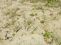 Restinga na Área de Proteção Ambiental de Guadalupe ( APA de Guadalupe ) – Pernambuco, Brasil – Eric Bem dos Santos ( 2019 ) – 2.jpg