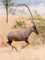 7 Serengeti Topi3 uploaded by Ikiwaner, nominated by Ikiwaner
