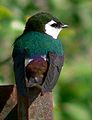 Violet-green Swallow (Tachycineta thalassina)