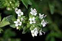 Thymus vulgaris faustinii