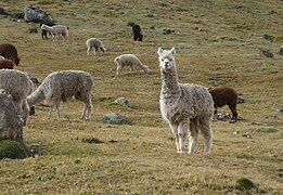 Español: Alpaca English: Alpaca