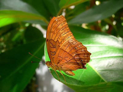 Vindula arsinoe (Cruiser)