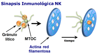 Cél NK Sinapsis Red actina Gránulos.png