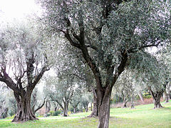 Cagnes-sur-Mer - Musée Renoir - Oliveraie -1.JPG