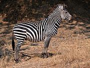 Equus quagga boehmi