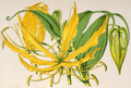 Gloriosa superba (as syn. Methonica grandiflora) plate 273 in: Charles Antoine Lemaire: L'Illustration horticole, vol. 8, (1861)