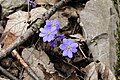 Hepatica nobilis