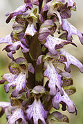 Himantoglossum robertianum