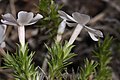 Phlox diffusa