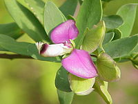 Polygala myrtifolia