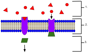 Receptor (Biochemistry).svg