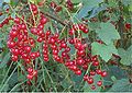 (nl: rode bes) redcurrant