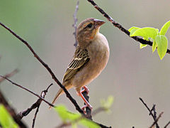 Sakalava Weaver female RWD.jpg