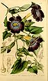 "Thunbergia_chrysops_Bot._Mag._70._4119._1844.jpg" by User:Epibase