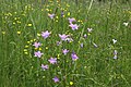 Campanula patula