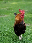 Cockerel (21510719546).jpg