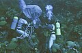 Coral sampling in the reefs of Bermuda