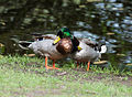 Mallard pair