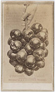 E pluribus unum branch. Fifty pears on a branch eight inches long, weighing nineteen lbs. Raised in Bruggs' Orchard, Marysville, Cal.jpg