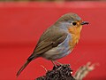 Erithacus rubecula in Germany