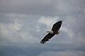 Amboseli National Park, Kenya