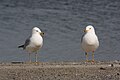 Larus delawarensis