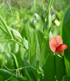 Lathyrus cicera