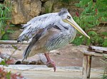 Pelecanus rufescens (at Amneville's Zoo)