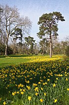 Narcissus cultivars, Bagatelle park, Paris, France.