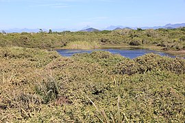 Parque Nacional da Restinga de Jurubatiba 31.jpg