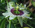 Passiflora edulis f. flavicarpa